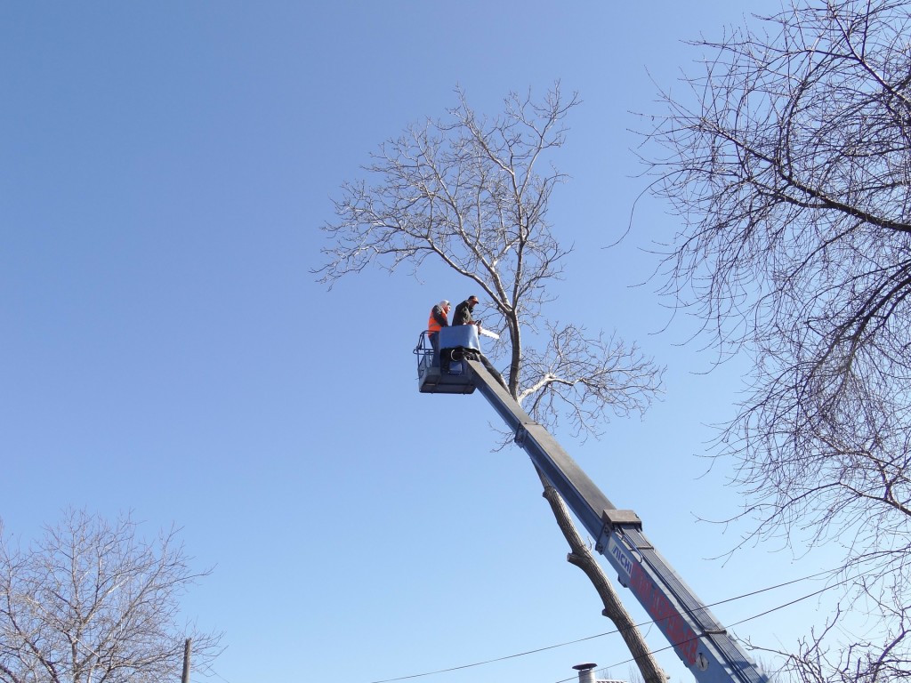 sl-tree-care-papertrail